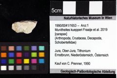 Foto (Objket + Etiketten) von Cracensigillatus gracilirostrus (Robins, Feldmann & Schweitzer, 2013) 
